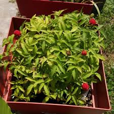 Attēlu rezultāti vaicājumam “Rubus illecebrosus fruit”