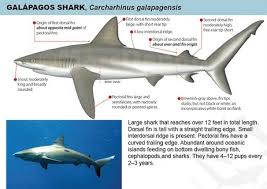 Image result for Carcharhinus galapagensis