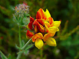 Attēlu rezultāti vaicājumam “Lotus corniculatus flower”