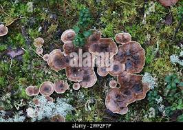 Attēlu rezultāti vaicājumam “Phellodon tomentosus”