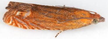 Attēlu rezultāti vaicājumam “Lathronympha strigana”