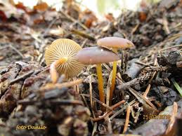 Attēlu rezultāti vaicājumam “Strobilurus esculentus”