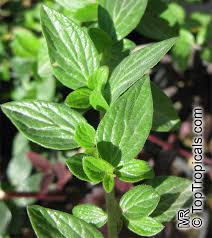 Attēlu rezultāti vaicājumam “Jamesoniella autumnalis sporophyte”