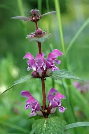 Attēlu rezultāti vaicājumam “Lamium maculatum”