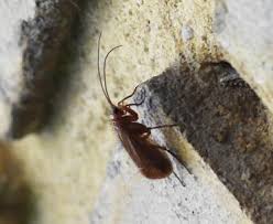 Attēlu rezultāti vaicājumam “Chaetopteryx villosa”