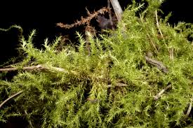 Attēlu rezultāti vaicājumam “Campylium stellatum sporophyte”