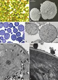 Attēlu rezultāti vaicājumam “Homalia trichomanoides sporophyte”