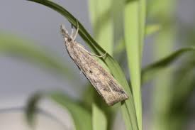 Attēlu rezultāti vaicājumam “Pyralididae”