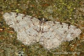 Attēlu rezultāti vaicājumam “Aethalura punctulata”