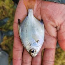 Image result for Pseudomyxus capensis