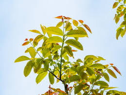 Attēlu rezultāti vaicājumam “Juglans x sinensis leaf”