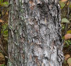 Attēlu rezultāti vaicājumam “Pinus banksiana”