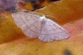 Attēlu rezultāti vaicājumam “Cabera pusaria”