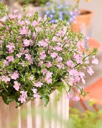Image result for Lobelia erinus