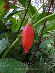 Attēlu rezultāti vaicājumam “Podophyllum hexandrum fruit”