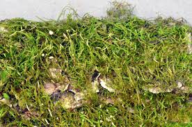 Attēlu rezultāti vaicājumam “Pseudoleskeella nervosa”