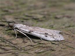 Attēlu rezultāti vaicājumam “Phycitodes binaevella”