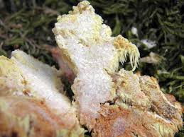 Attēlu rezultāti vaicājumam “Sarcodontia crocea”