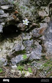 Attēlu rezultāti vaicājumam “Parnassiaceae”