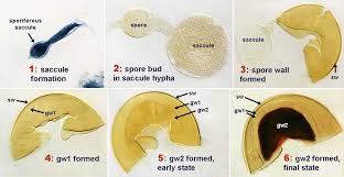 Attēlu rezultāti vaicājumam “Comatricha elegans var. microspora spores”