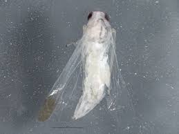 Attēlu rezultāti vaicājumam “Edwardsiana geometrica”