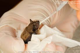 Attēlu rezultāti vaicājumam “Pipistrellus nathusii”