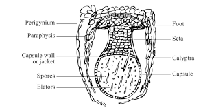 Attēlu rezultāti vaicājumam “Seligeria campylopoda sporophyte”