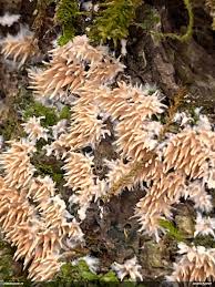 Attēlu rezultāti vaicājumam “Hydnocristella himantia”