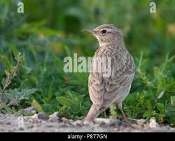 Attēlu rezultāti vaicājumam “Galerida cristata adult”