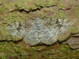 Attēlu rezultāti vaicājumam “Alcis repandata”