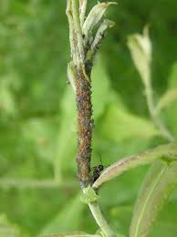 Attēlu rezultāti vaicājumam “Aphis farinosa”