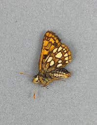 Attēlu rezultāti vaicājumam “Carterocephalus palaemon”