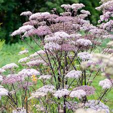 Image result for Angelica silvestris