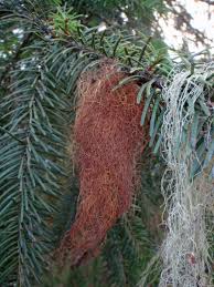 Attēlu rezultāti vaicājumam “Bryoria capillaris”