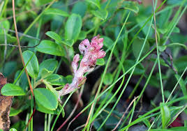 Attēlu rezultāti vaicājumam “Exobasidium vaccinii”