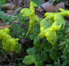 Attēlu rezultāti vaicājumam “Badhamia lilacina plasmodium”