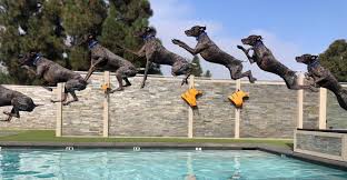 Image result for Splash Divers Sub Sub Aqua Club