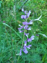Attēlu rezultāti vaicājumam “Vicia tenuifolia flower”