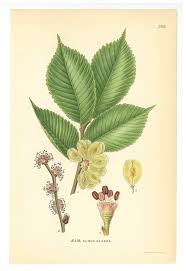 Attēlu rezultāti vaicājumam “Ulmus glabra”