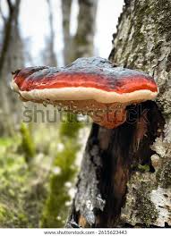 Attēlu rezultāti vaicājumam “Fomitopsis pinicola”