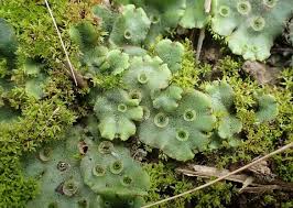 Attēlu rezultāti vaicājumam “Radula complanata sporophyte”