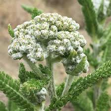 Attēlu rezultāti vaicājumam “Achillea millefolium bud”