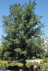 Attēlu rezultāti vaicājumam “Xysticus ulmi adult”