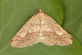 Attēlu rezultāti vaicājumam “Agriopis marginaria”