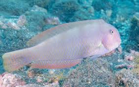 Image result for Xyrichtys novacula