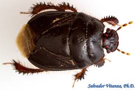 Attēlu rezultāti vaicājumam “Cydnidae”