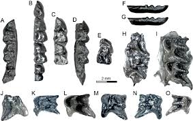 Attēlu rezultāti vaicājumam “Sorex sp.”