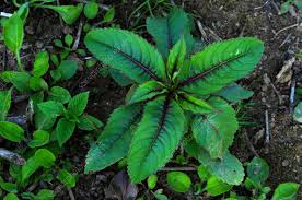 Attēlu rezultāti vaicājumam “Impatiens glandulifera leaf”