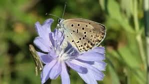 Attēlu rezultāti vaicājumam “Maculinea alcon underside”