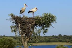 Attēlu rezultāti vaicājumam “Ciconia ciconia nest”